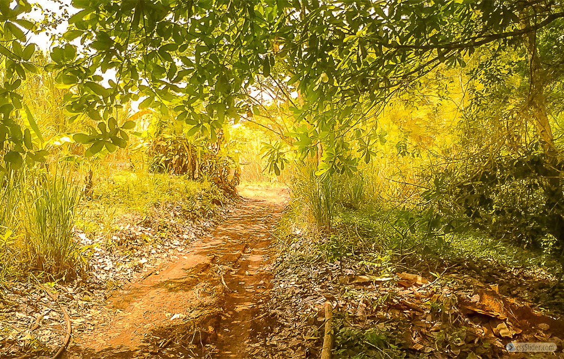 finca_10has_hojancha_costa_rica_4