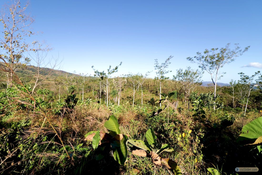 finca_13has_los_angeles_hojancha_costa_rica_4copy