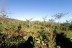 finca_13has_los_angeles_hojancha_costa_rica_4copy