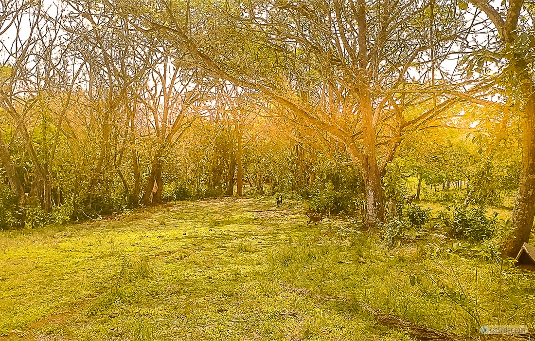 finca_28has_hojancha_costa_rica_5
