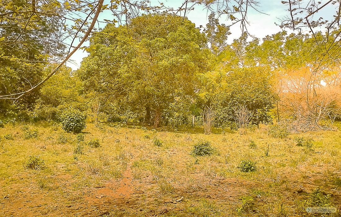 finca_28has_hojancha_costa_rica_6