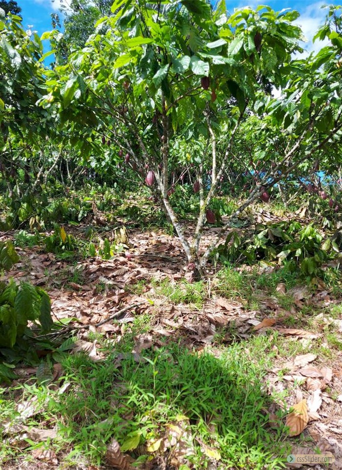 finca_cacao_nord_costa_rica_14copy
