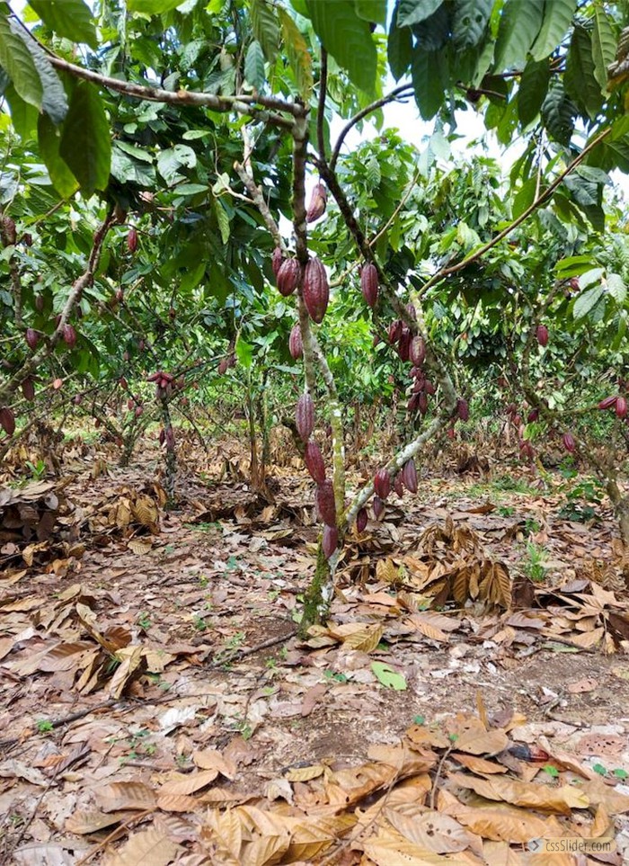 finca_cacao_nord_costa_rica_15copy