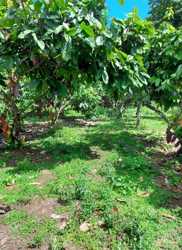 finca_cacao_nord_costa_rica_17copy