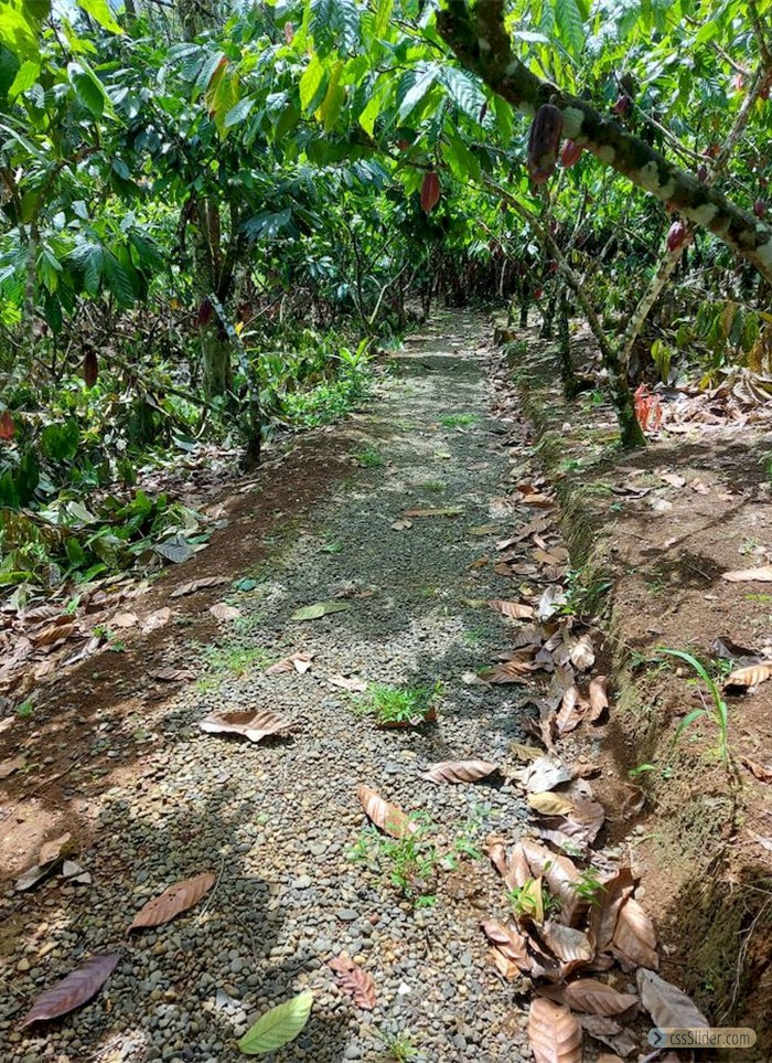finca_cacao_nord_costa_rica_18copy