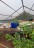 finca_cacao_nord_costa_rica_12copy