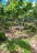 finca_cacao_nord_costa_rica_14copy