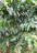 finca_cacao_nord_costa_rica_16copy