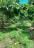 finca_cacao_nord_costa_rica_17copy