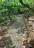 finca_cacao_nord_costa_rica_18copy