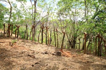 Vue de la finca de 43 has, hojancha, costa rica