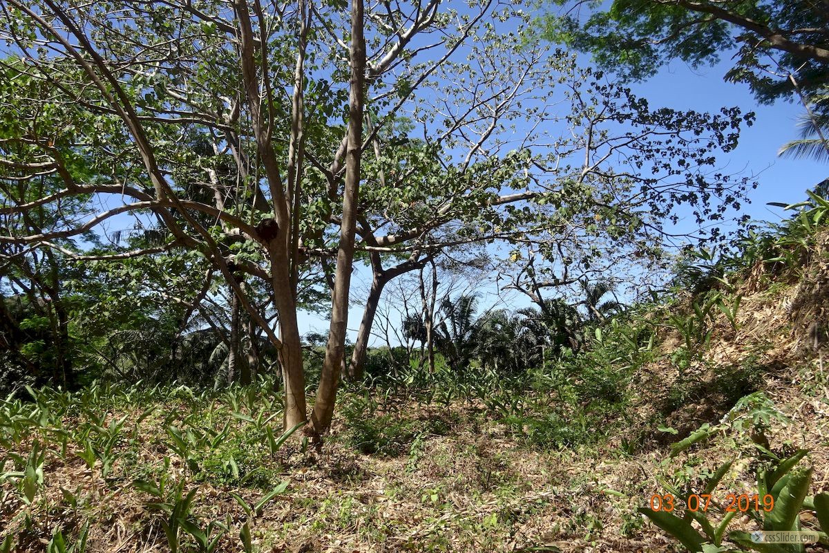terrain_12000m2_samara_costa_rica_5