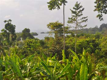 Vue de la finca de 2,5 has, Bocas del Toro, Panama