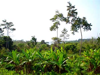 Vue de la finca de 2,5 has, Bocas del Toro, Panama