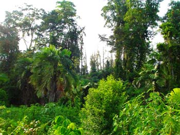 Vue de la finca de 2,5 has, Bocas del Toro, Panama
